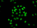 Immunofluorescence staining of Hela cells (treated with 30mM sodium butyrate for 4h) with CSB-PA010418OA36hibHU at 1:20, counter-stained with DAPI. The cells were fixed in 4% formaldehyde, permeabilized using 0.2% Triton X-100 and blocked in 10% normal Goat Serum. The cells were then incubated with the antibody overnight at 4&deg;C. The secondary antibody was Alexa Fluor 488-congugated AffiniPure Goat Anti-Rabbit IgG(H+L).