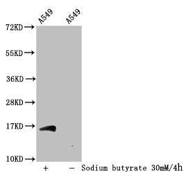 Western Blot
Detected samples: A549 whole cell lysate; Untreated (-) or treated (+) with 30mM sodium butyrate for 4h
All lanes: HIST1H3A antibody at 1:100
Secondary
Goat polyclonal to rabbit IgG at 1/50000 dilution
Predicted band size: 16 kDa
Observed band size: 16 kDa
