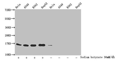 Western Blot
Detected samples: Hela whole cell lysate, A549 whole cell lysate, K562 whole cell lysate, HepG2 whole cell lysate; Untreated (-) or treated (+) with 30mM sodium butyrate for 4h
All lanes: HIST1H3A antibody at 1.1µg/ml
Secondary
Goat polyclonal to rabbit IgG at 1/50000 dilution
Predicted band size: 16 kDa
Observed band size: 16 kDa