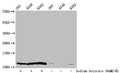 Western Blot
Detected samples: 293 whole cell lysate, A549 whole cell lysate, K562 whole cell lysate; Untreated (-) or treated (+) with 30mM sodium butyrate for 4h
All lanes: HIST1H4A antibody at 1:100
Secondary
Goat polyclonal to rabbit IgG at 1/50000 dilution
Predicted band size: 12 kDa
Observed band size: 12 kDa