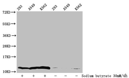 Western Blot
Detected samples: 293 whole cell lysate, A549 whole cell lysate, K562 whole cell lysate; Untreated (-) or treated (+) with 30mM sodium butyrate for 4h
All lanes: HIST1H4A antibody at 1:100
Secondary
Goat polyclonal to rabbit IgG at 1/50000 dilution
Predicted band size: 12 kDa
Observed band size: 12 kDa