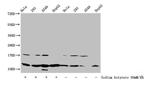Western Blot
Detected samples: Hela whole cell lysate, 293 whole cell lysate, A549 whole cell lysate, HepG2 whole cell lysate; Untreated (-) or treated (+) with 30mM sodium butyrate for 4h
All lanes: HIST1H4A antibody at 1:100
Secondary
Goat polyclonal to rabbit IgG at 1/50000 dilution
Predicted band size: 12 kDa
Observed band size: 12 kDa