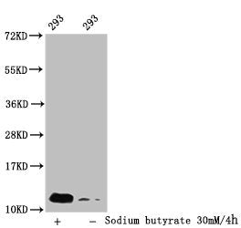 Western Blot
Detected sample: 293 whole cell lysate; Untreated (-) or treated (+) with 30mM sodium butyrate for 4h
All lanes: HIST1H4A antibody at 1:100
Secondary
Goat polyclonal to rabbit IgG at 1/50000 dilution
Predicted band size: 12 kDa
Observed band size: 12 kDa
