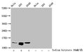 Western Blot
Detected samples: Hela whole cell lysate, 293 whole cell lysate, A549 whole cell lysate; Untreated (-) or treated (+) with 30mM sodium butyrate for 4h
All lanes: HIST1H4A antibody at 1:100
Secondary
Goat polyclonal to rabbit IgG at 1/50000 dilution
Predicted band size: 12 kDa
Observed band size: 12 kDa