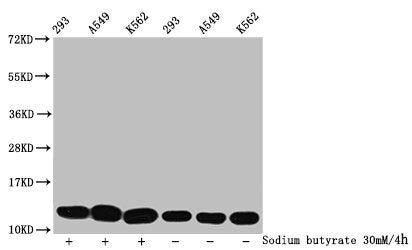 Western Blot
Detected samples: 293 whole cell lysate, A549 whole cell lysate, K562 whole cell lysate; Untreated (-) or treated (+) with 30mM sodium butyrate for 4h
All lanes: HIST1H4A antibody at 1:500
Secondary
Goat polyclonal to rabbit IgG at 1/40000 dilution
Predicted band size: 12 kDa
Observed band size: 12 kDa