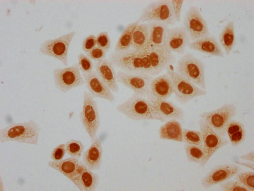Immunocytochemistry analysis of CSB-PA010429PA05hibHU diluted at 1:50 and staining in Hela cells(treated with 30mM sodium butyrate for 4h) performed on a Leica BondTM system. The cells were fixed in 4% formaldehyde, permeabilized using 0.2% Triton X-100 and blocked with 10% normal goat serum 30min at RT. Then primary antibody (1% BSA) was incubated at 4°C overnight. The primary is detected by a biotinylated secondary antibody and visualized using an HRP conjugated SP system.