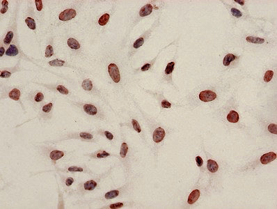 Acetyl-HIST1H4A (K8) Antibody – Figure 1 of 3