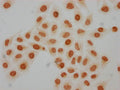 Immunocytochemistry analysis of CSB-PA010429PA08hibHU diluted at 1:50 and staining in Hela cells(treated with 30mM sodium butyrate for 4h) performed on a Leica BondTM system. The cells were fixed in 4% formaldehyde, permeabilized using 0.2% Triton X-100 and blocked with 10% normal goat serum 30min at RT. Then primary antibody (1% BSA) was incubated at 4°C overnight. The primary is detected by a biotinylated secondary antibody and visualized using an HRP conjugated SP system.