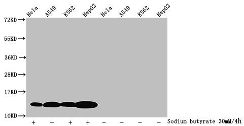 Western Blot
Detected samples: Hela whole cell lysate, A549 whole cell lysate, K562 whole cell lysate, HepG2 whole cell lysate; Untreated (-) or treated (+) with 30mM sodium butyrate for 4h
All lanes: HIST1H4A antibody at 1.25µg/ml
Secondary
Goat polyclonal to rabbit IgG at 1/50000 dilution
Predicted band size: 12 kDa
Observed band size: 12 kDa