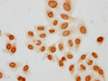 Immunocytochemistry analysis of CSB-PA010429PA31butHU diluted at 1:50 and staining in Hela cells(treated with 30mM sodium butyrate for 4h) performed on a Leica BondTM system. The cells were fixed in 4% formaldehyde, permeabilized using 0.2% Triton X-100 and blocked with 10% normal goat serum 30min at RT. Then primary antibody (1% BSA) was incubated at 4°C overnight. The primary is detected by a biotinylated secondary antibody and visualized using an HRP conjugated SP system.