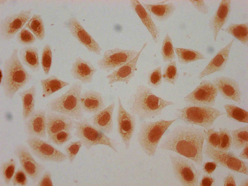 Immunocytochemistry analysis of CSB-PA010429PA44hibHU diluted at 1:20 and staining in Hela cells(treated with 30mM sodium butyrate for 4h) performed on a Leica BondTM system. The cells were fixed in 4% formaldehyde, permeabilized using 0.2% Triton X-100 and blocked with 10% normal goat serum 30min at RT. Then primary antibody (1% BSA) was incubated at 4°C overnight. The primary is detected by a biotinylated secondary antibody and visualized using an HRP conjugated SP system.
