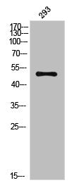 MAP2K7 Antibody – Figure 1 of 1