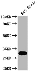 Western Blot
Positive WB detected in: Rat Brain tissue
All lanes: Hmgb1 antibody at 1:2000
Secondary
Goat polyclonal to rabbit IgG at 1/50000 dilution
Predicted band size: 25 kDa
Observed band size: 30 kDa