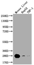 Western Blot
Positive WB detected in: Mouse lung tissue, Mouse kidney tissue
All lanes: HMGB1 antibody at 2.7ug/ml
Secondary
Goat polyclonal to rabbit IgG at 1/50000 dilution
Predicted band size: 25 kDa
Observed band size: 25, 70 kDa
