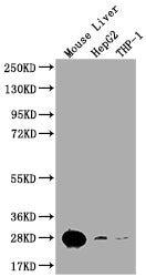 Western Blot
Positive WB detected in: Mouse lung tissue, Mouse kidney tissue
All lanes: HMGB1 antibody at 2.7ug/ml
Secondary
Goat polyclonal to rabbit IgG at 1/50000 dilution
Predicted band size: 25 kDa
Observed band size: 25, 70 kDa