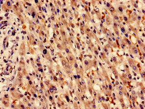 HMOX1 Antibody, HRP conjugated – Figure 1 of 3