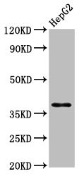 HNRNPA1 Antibody, HRP conjugated – Figure 1 of 3