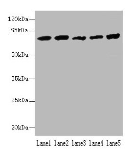 Hspa1b Antibody, HRP conjugated – Figure 1 of 1