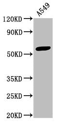 IFIT3 Antibody, FITC conjugated – Figure 1 of 5
