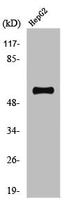 Western Blot analysis of HepG2 cells using Phospho-TH (S71) Polyclonal Antibody