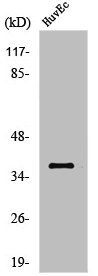 Western Blot analysis of HuvEc cells using Aldose Reductase Polyclonal Antibody