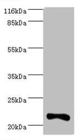 IFNA10 Antibody, Biotin conjugated – Figure 1 of 2