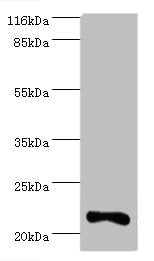 IFNA10 Antibody, FITC conjugated – Figure 1 of 2