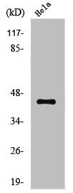 JUN Antibody – Figure 1 of 1