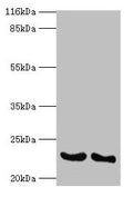 IFNA14 Antibody, HRP conjugated – Figure 1 of 2
