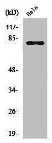 Western Blot analysis of MCF7 cells using Ezrin Polyclonal Antibody