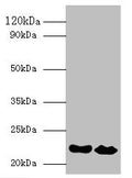 IFNA21 Antibody, Biotin conjugated – Figure 1 of 2