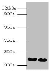 IFNA21 Antibody, Biotin conjugated – Figure 1 of 2