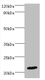 IFNA4 Antibody, HRP conjugated – Figure 1 of 3