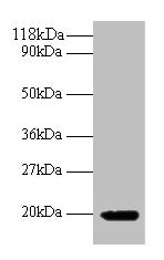 IFNG Antibody, FITC conjugated – Figure 1 of 1