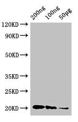 Western Blot
Positive WB detected in Recombinant protein
All lanes: IFNG antibody at 3ug/ml
Secondary
Goat polyclonal to rabbit IgG at 1/50000 dilution
predicted band size: 20 kDa
observed band size: 20 kDa