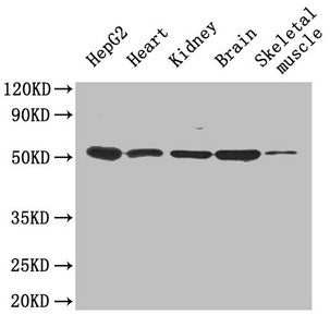 Igfbp1 Antibody, HRP conjugated – Figure 1 of 1