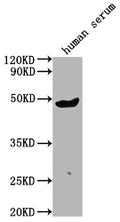 Western Blot
Positive WB detected in human serum
All lanes:IGHG3 antibody at 1:2000
Secondary
Goat polyclonal to rabbit IgG at 1/50000 dilution
Predicted band size: 42 kDa
Observed band size: 42 kDa