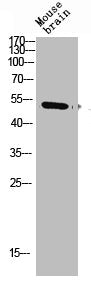 Western Blot analysis of mouse-brain cells using CD137 Polyclonal Antibody