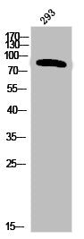 Phospho-INSR (Y1355) Antibody – Figure 1 of 1