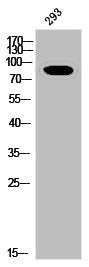 Phospho-INSR (Y1361) Antibody – Figure 1 of 1