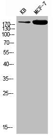 Western blot analysis of KB MCF-7 using p-IRS-1 (Y896) antibody.