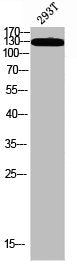 Phospho-IRS1 (S323) Antibody – Figure 1 of 1