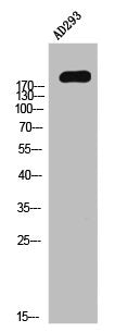 Western Blot analysis of AD293 using Phospho-Integrin β4 (Y1510) Polyclonal Antibody.