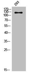 Western Blot analysis of 293 cells using Phospho-JAK2 (Y570) Polyclonal Antibody