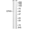 Western blot analysis of extracts from 293 cells, using CPA5 antibody.