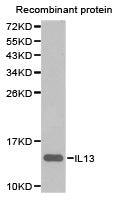 Western blot analysis of extracts of recombinant rotein using IL13 antibody.