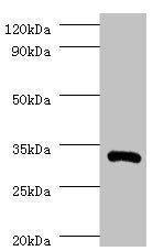 Western blot
All lanes: IL1B antibody at 2µg/ml + Recombinant Interleukin-1 beta protein 0.01µg
Secondary
Goat polyclonal to rabbit IgG at 1/10000 dilution
Predicted band size: 31 kDa
Observed band size: 31 kDa