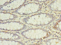 IL2 Antibody, FITC conjugated – Figure 1 of 1