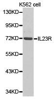 Western blot analysis of extracts of K562 cell lines, using IL23R antibody.