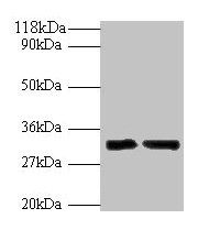 IL-33 Antibody, FITC conjugated – Figure 1 of 1